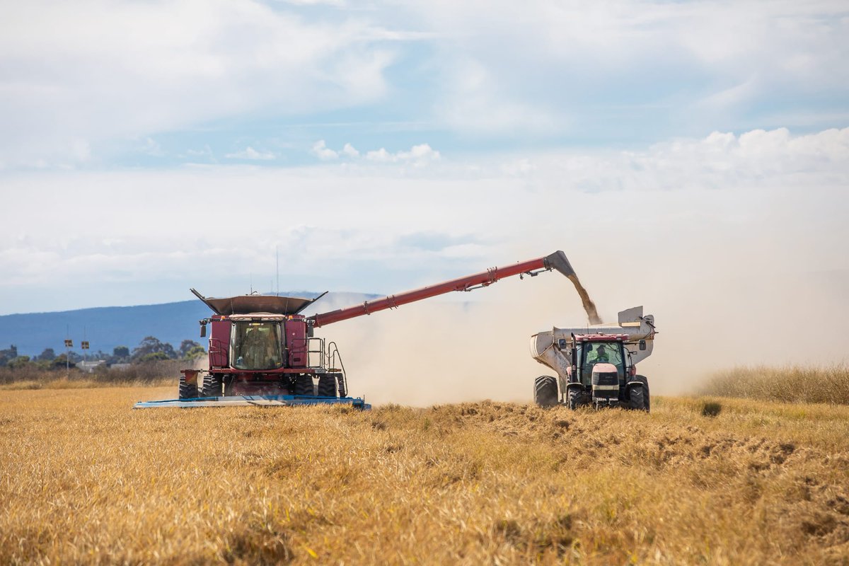 🌾 <a href="/RiceExtension/">Rice Extension</a> has released the #CY24 Annual Summary! The report captures 📊 Variety yields 🌿 Focus site results💡Key learnings &amp; more. 🔗 bit.ly/4jaAgxL #RiceExtension #CY24 #AusRice #CropData #SustainableFarming #WaterEfficiency #WeedManagement #Ricegrower