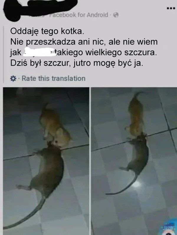 Arktos ⛄️ (@arktos0) on Twitter photo 