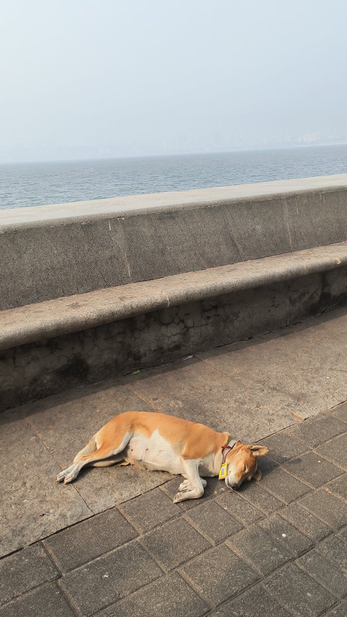 HS58803855's tweet photo. @DailyPicTheme2 Nap by the sea 🙂 #dailypi https://t.co/3ZNEx1h2bK