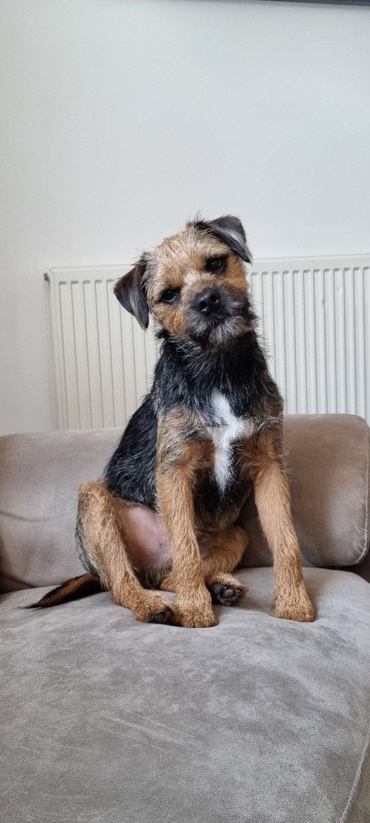 13Sambuca's tweet photo. What a year it's been with you by my side. From the very first day I got you and the very first photo, to todays photo exactly a year later. Ralph you saved me in every sense. Here's to so many more adventures together ❤️ #BorderTerrier https://t.co/MQxtQPvkdi