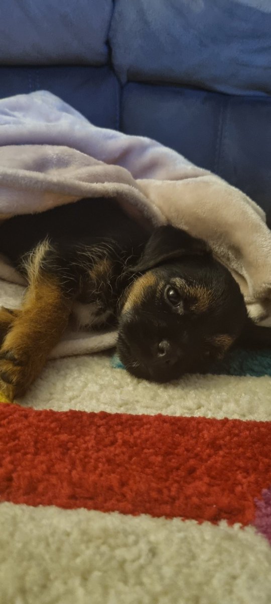 13Sambuca's tweet photo. What a year it's been with you by my side. From the very first day I got you and the very first photo, to todays photo exactly a year later. Ralph you saved me in every sense. Here's to so many more adventures together ❤️ #BorderTerrier https://t.co/MQxtQPvkdi