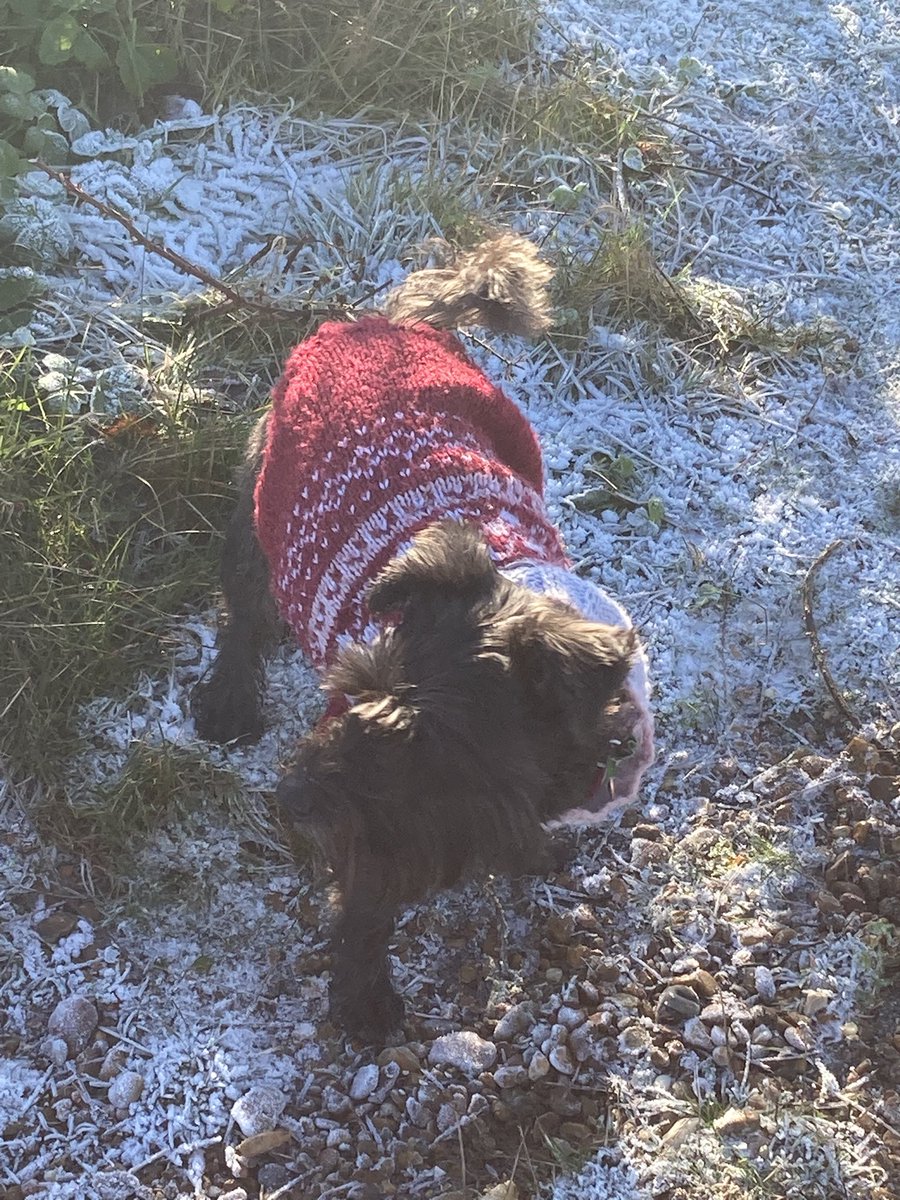 Brrr.. it was a bit chilly this weekend but lovely sunshine 💖☀️❄️
Happy Monday everyone!
#schnauzergang #january