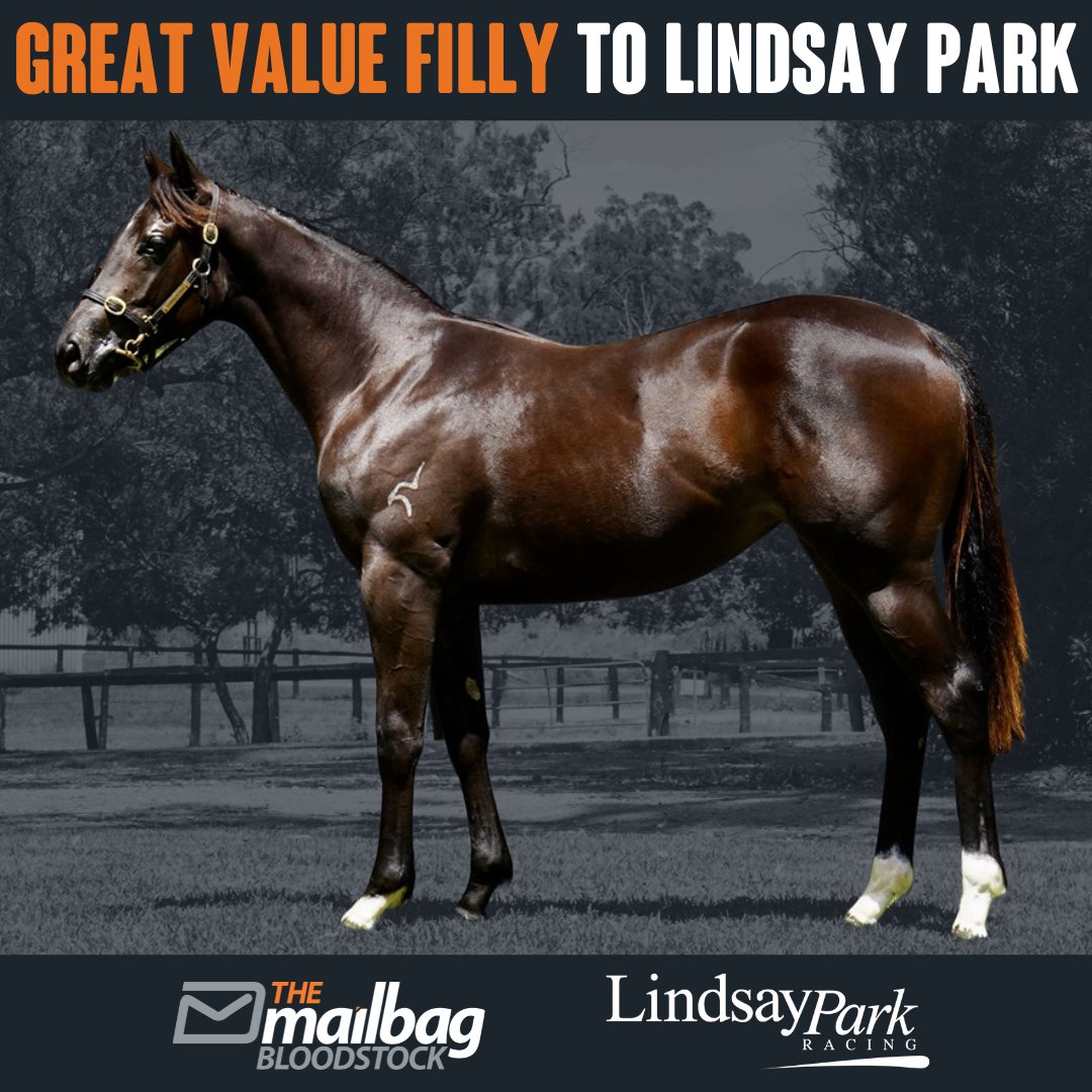 TMBBloodstock's tweet photo. Our 2nd purchase of @mmsnippets and this time, a great value FILLY by #Aclaim to head to @lindsayparkrace 😍
We were thrilled to pick-up more progeny of #Aclaim a sire that was undervalued by the market at this sale. Our filly is out of a metro winning I Am Invincible mare and we are very excited to have her trained by Ben, Will & JD Hayes at Lindsay Park 😎
🔸 Over 50% already reserved
📩 jono@themailbag.com.au to find out more
🔸 PDS Pending
