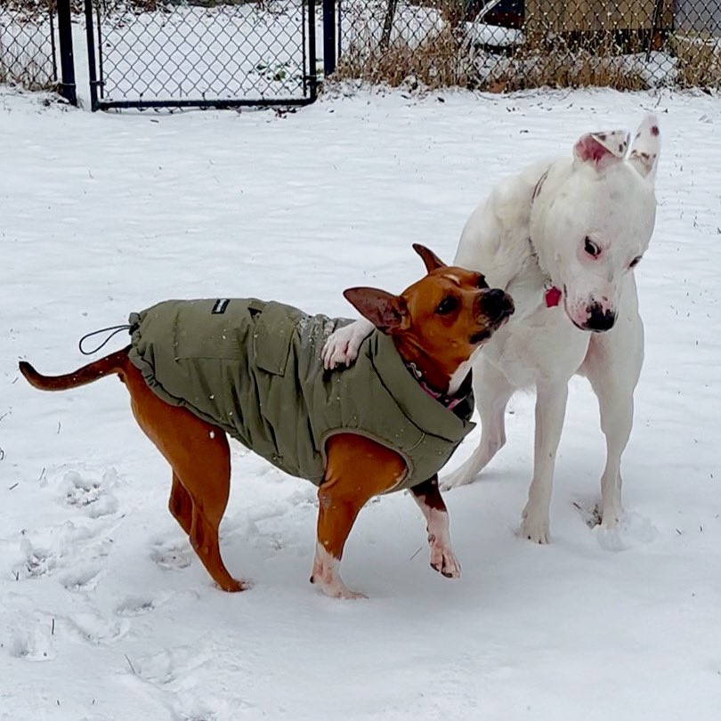 MrsSHTF_NH's tweet photo. Jett & Sonny๐๐ถ๐ #mondaymayhem #petsbringustogether #weeklyfluff #love #chewy #bestpetever #dogoftheday #dogsbeingbasic #thebestisyettocome #pocketpit #pitbullmix #pitbulls https://t.co/TgXH30hVQ9