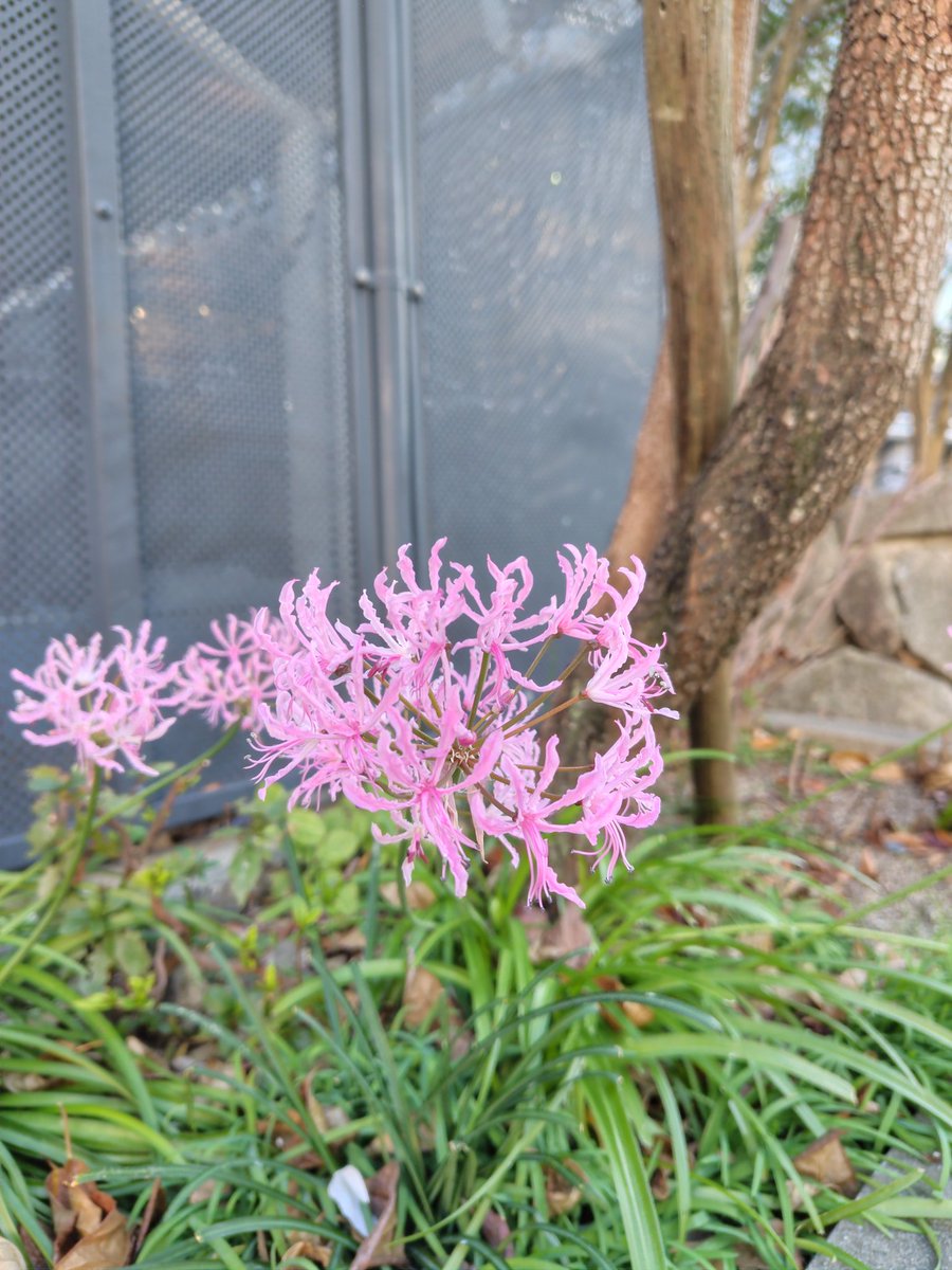 Pink spider lilies?? They're probably different since plants do that.
Either way, how cute!