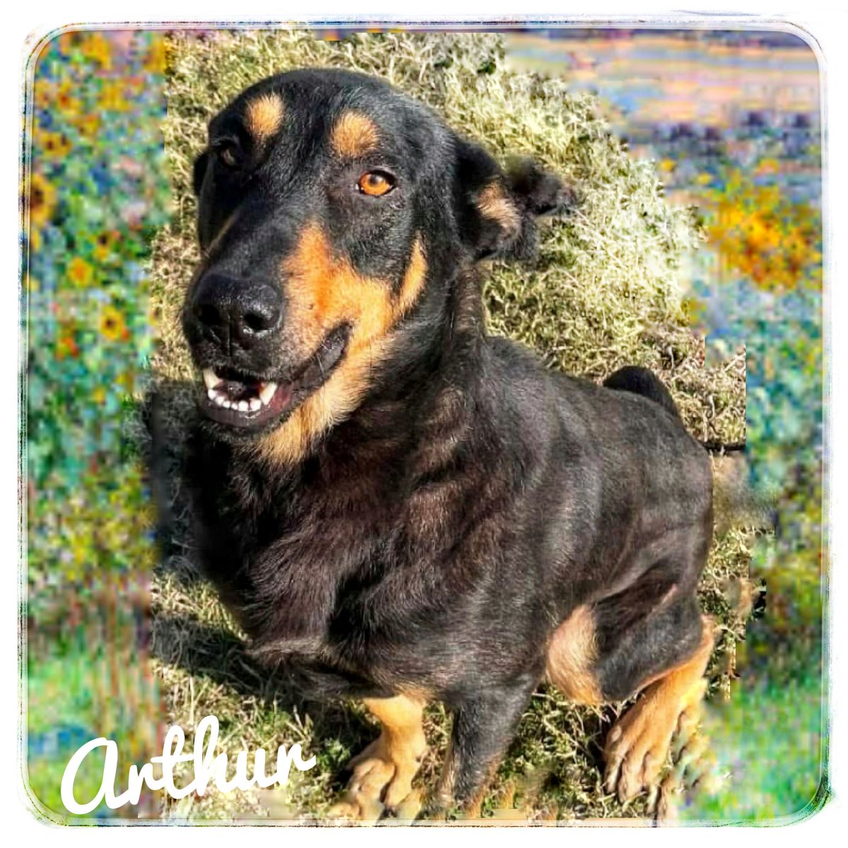 rothfarms's tweet photo. #SaveArthur before they KILL this GORGEOUS dog. Please watch his video 📽 below and see how to HELP 🙏 https://t.co/6BkyEKmLFR