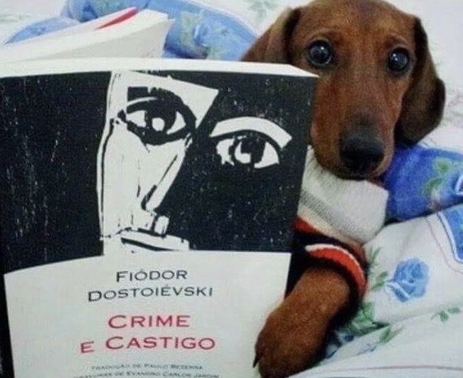 zeca ✶ tweet media
