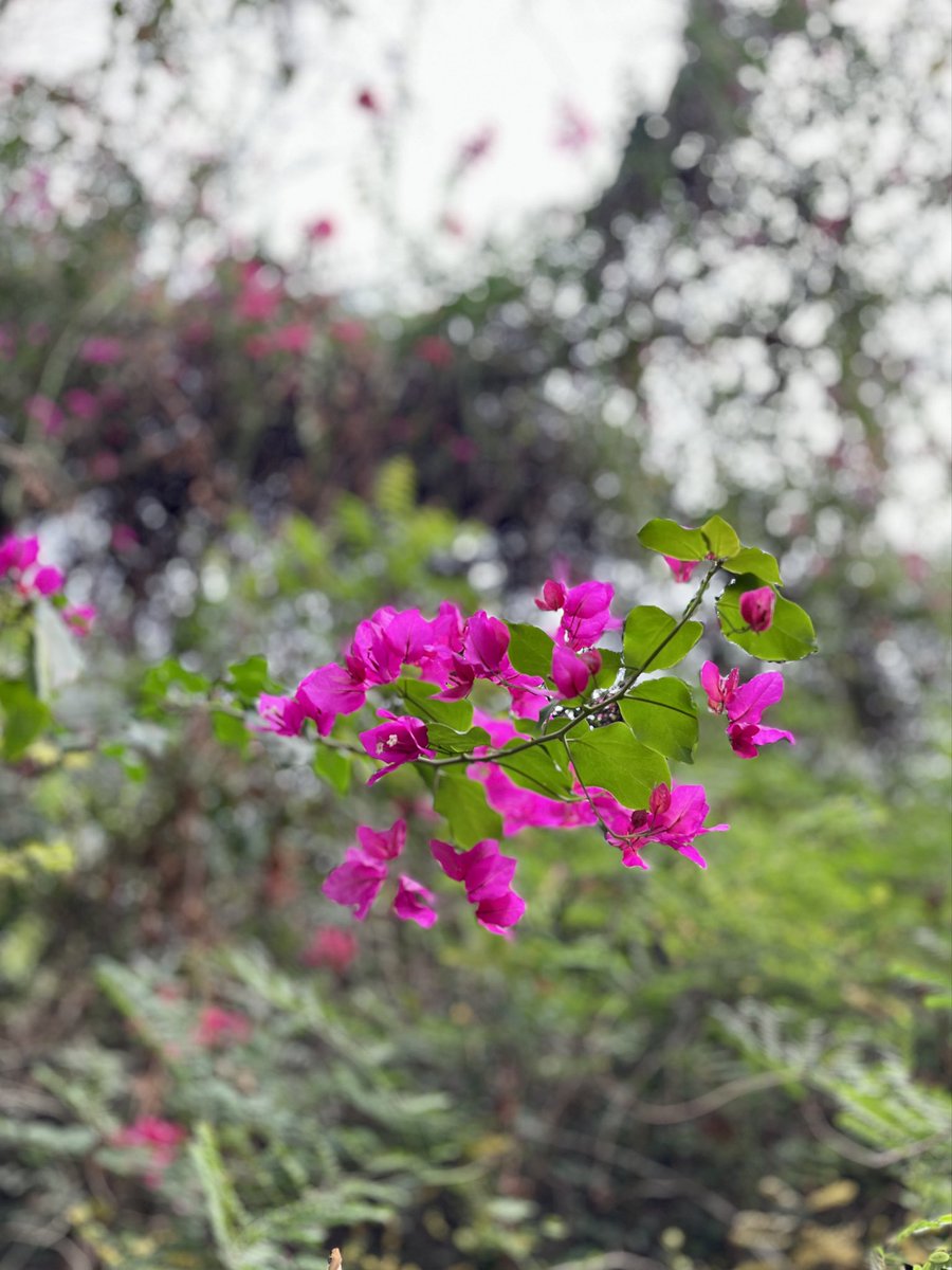 DilawarTalkies's tweet photo. #BombayBougainvilleas https://t.co/wC0eihMLcJ
