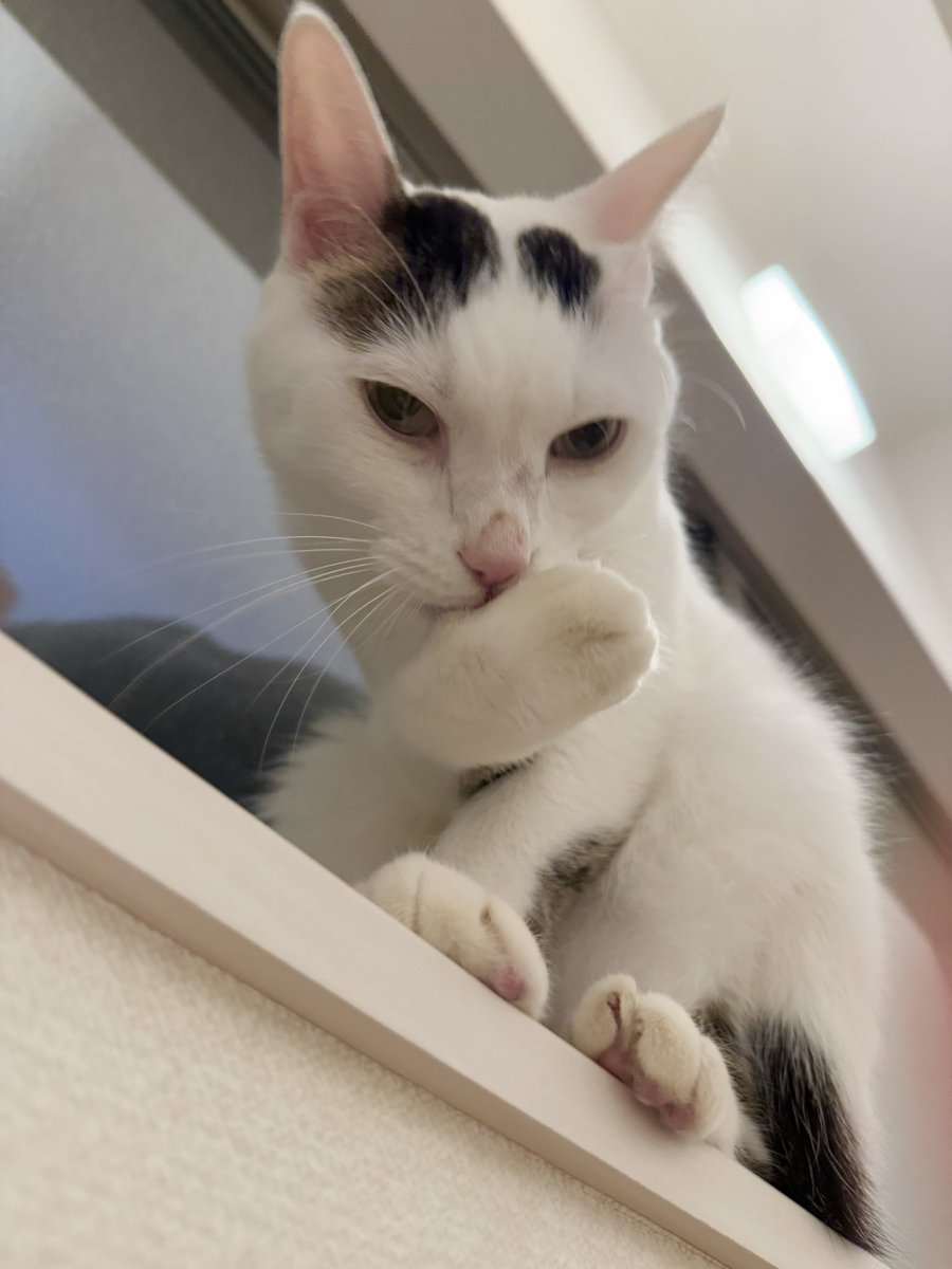 毛づくろいチョ🐱