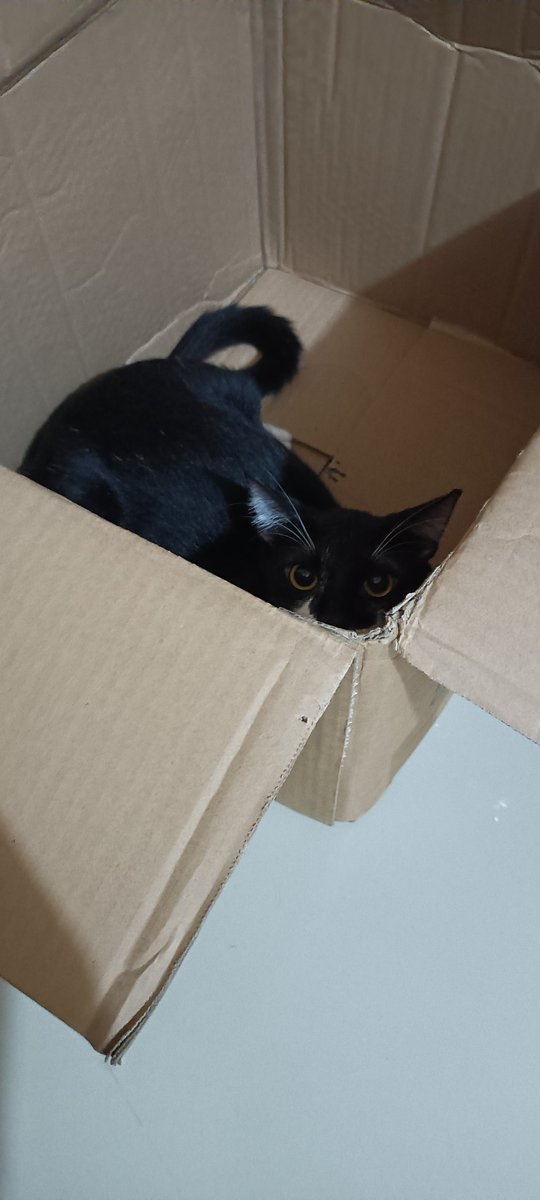 My cat refuses to let go of this box. Just look at his stare. 🧍