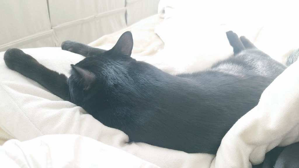 今日もベッドの猫、のびのびお昼寝スタイルになった☺️