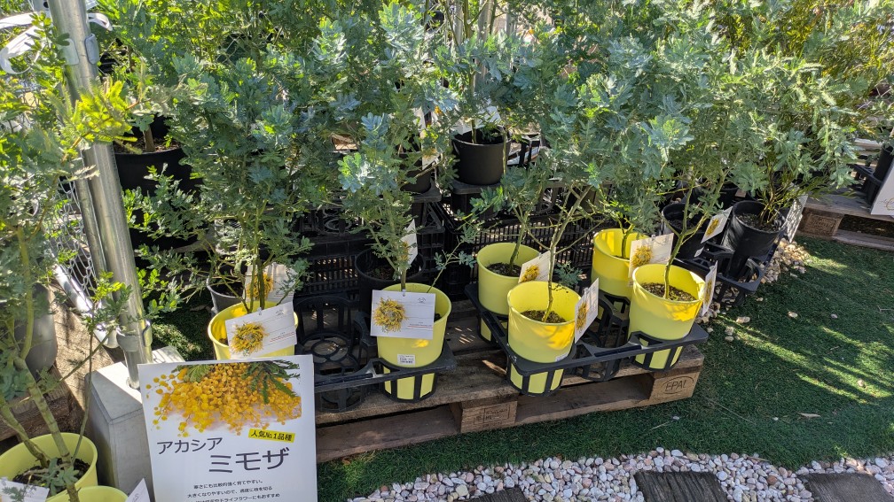 アカシア - Search / X