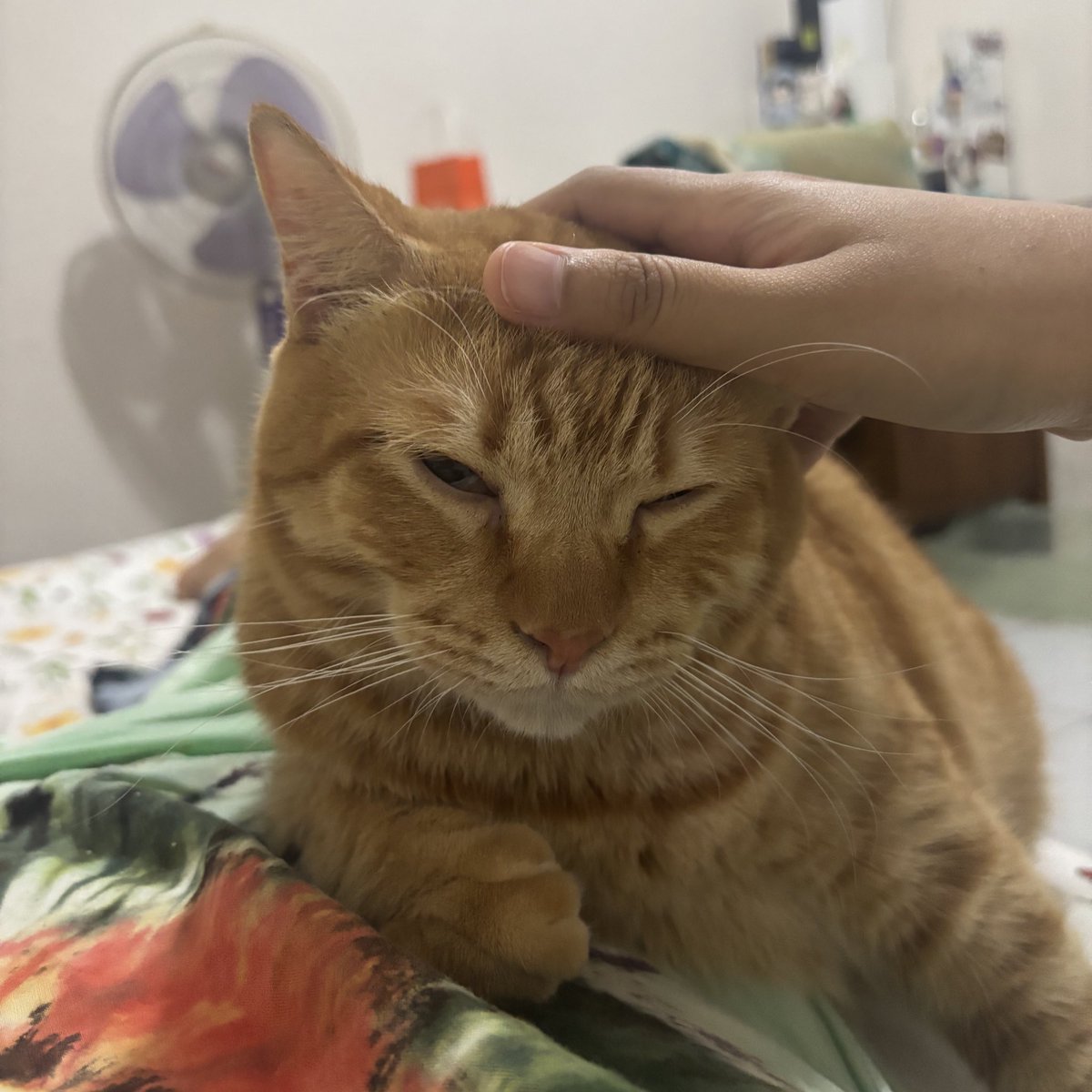 Mari mulai hari Senin dengan bobo lagi