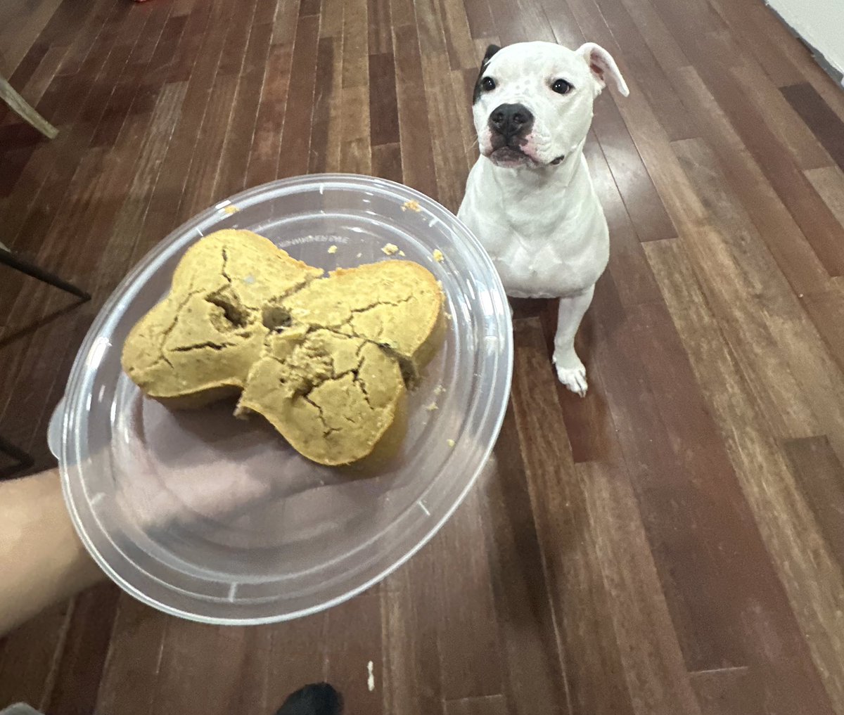 RickyShinxda's tweet image. Wish my pupper a happy birthday or he’ll eat your toes tonight!! 👿