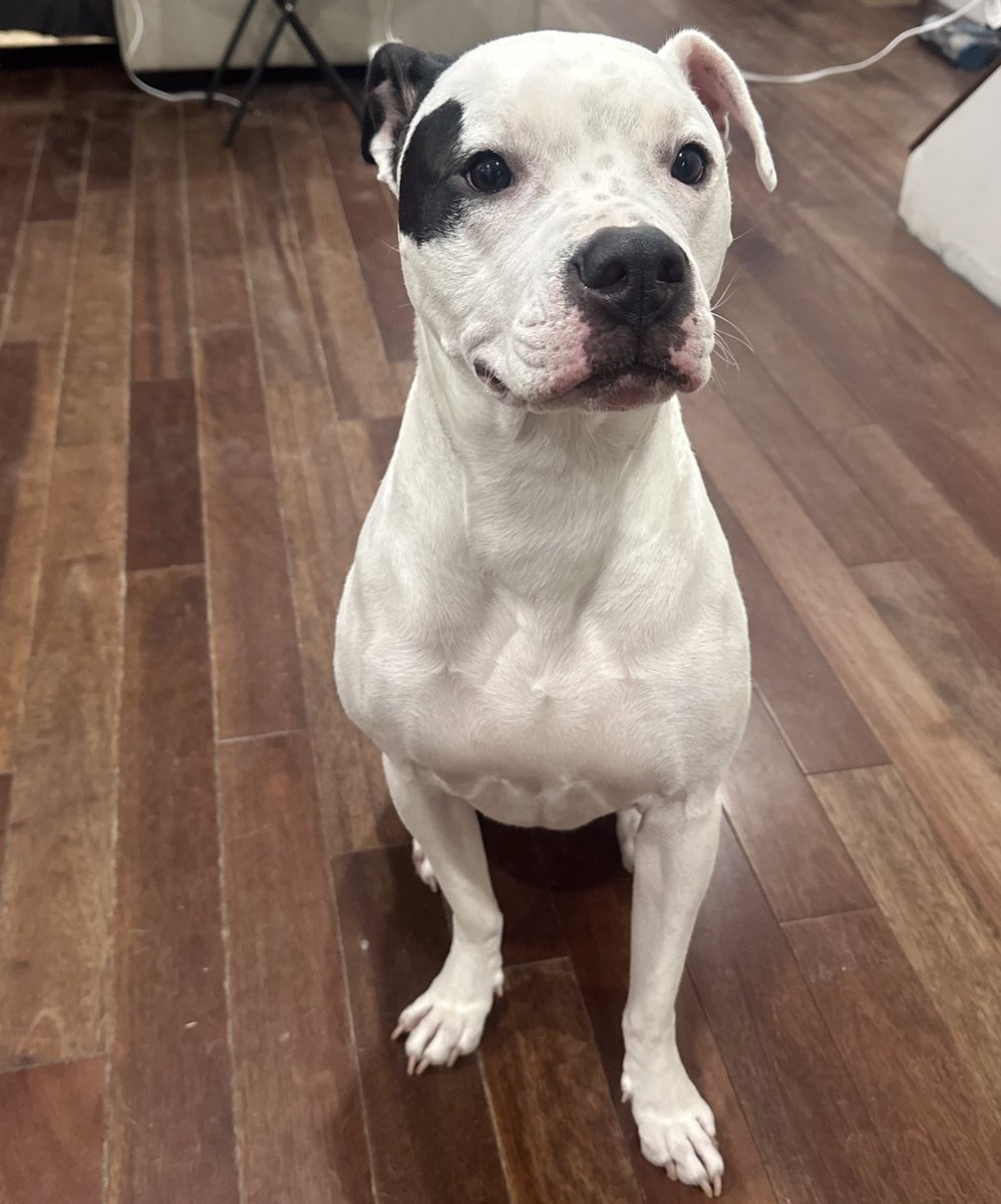 RickyShinxda's tweet image. Wish my pupper a happy birthday or he’ll eat your toes tonight!! 👿