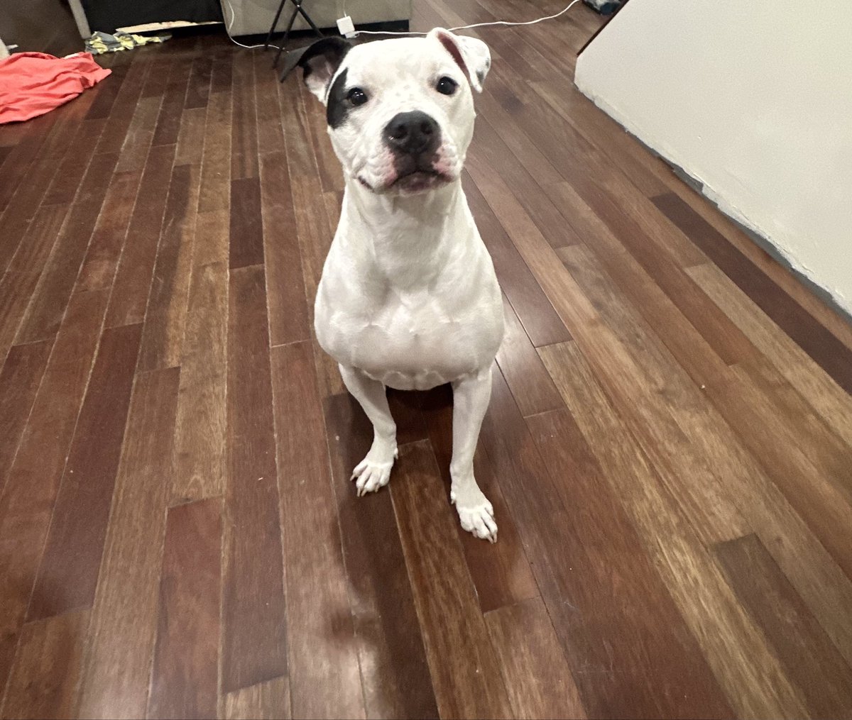 RickyShinxda's tweet image. Wish my pupper a happy birthday or he’ll eat your toes tonight!! 👿