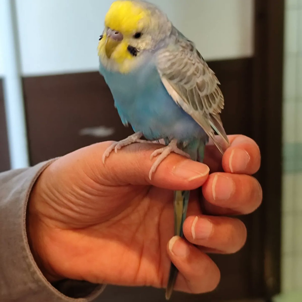 hamuanase's tweet photo. #セキセイインコ迷子保護
#インコ保護
#インコ迷子大分
#いんこ迷子

南大分で保護しました https://t.co/stuhfk9O83