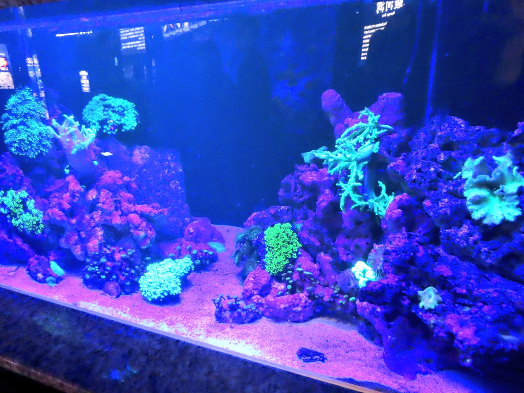 「せっかく沼津に来たので沼津港深海水族館に来ました。冷凍シーラカンスは迫力あります」|ニッカのイラスト