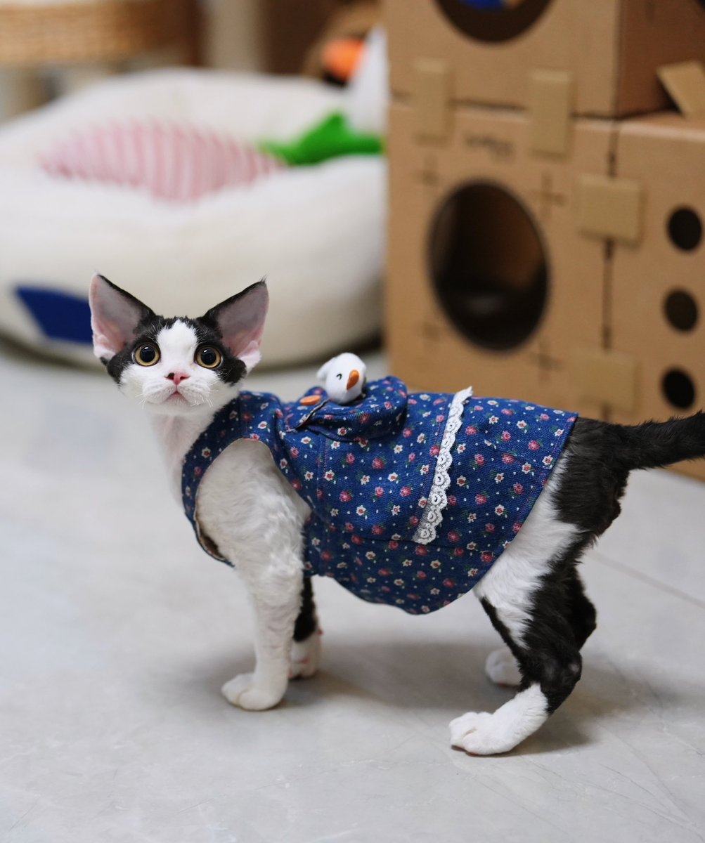 ZouZhou1112's tweet image. This black-and-white DevonRex kitten is so adorable. Its color is the same as Chinese pandas. And its personality is similar too. 
With a charmingly naive and clumsy look. The Devon Rex boy has a stunning head structure and is really beautiful.#drx #devonrex #devonrexcat