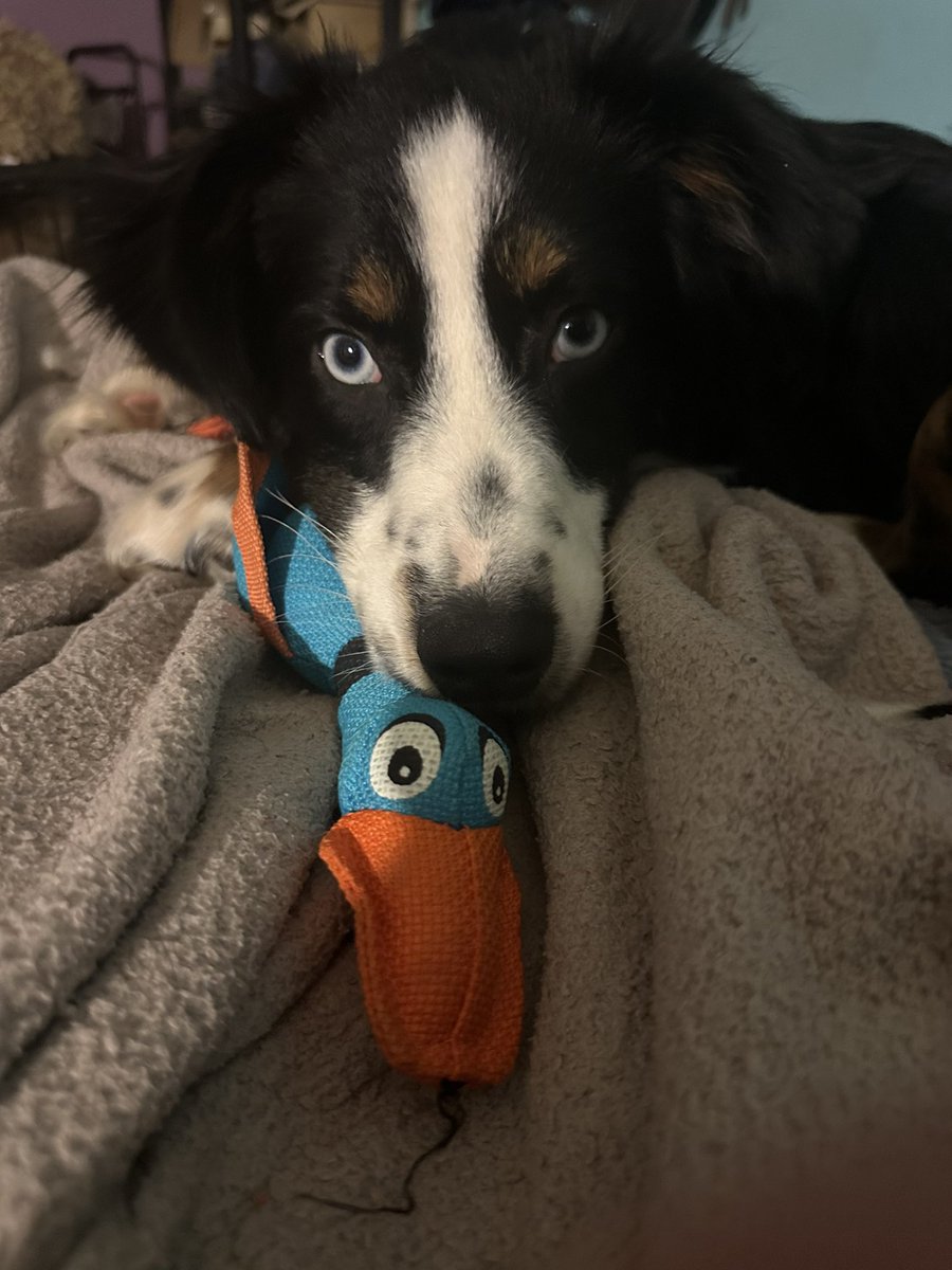 rachaeldren's tweet photo. Life updates: adopted a puppy, got accepted to The University of Alabama School of Social Work (Roll Tide!), got some awards in a pageant, settled into my new office. https://t.co/hJ8UtRu4Td
