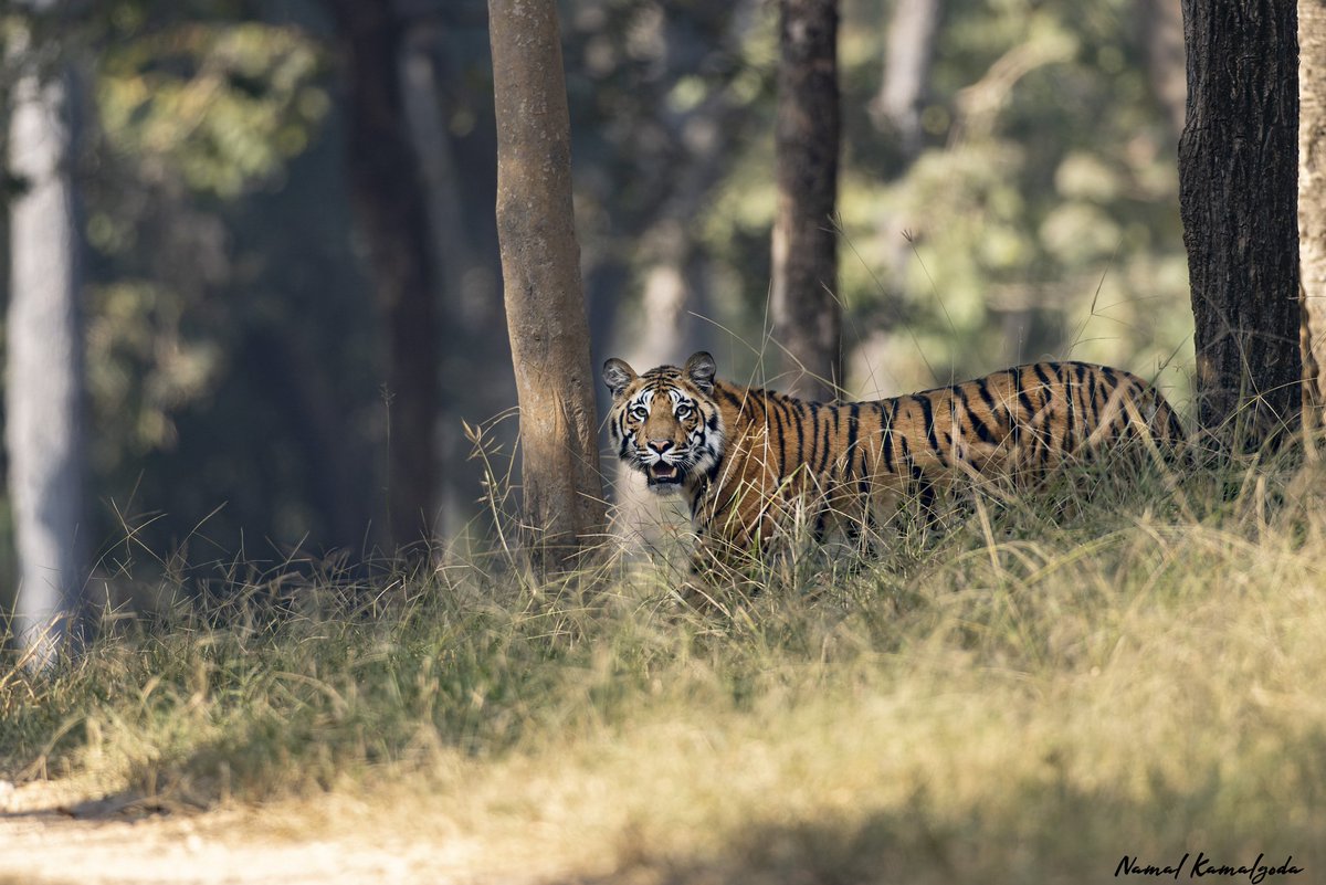 Namalkamalgoda's tweet photo. Always look both ways, before you cross the road.

#india #indiantiger #tiger #canonwildlife #lenscoat #nature #safari #wild #natgeoyourshot #natgeowild #bbcwildlifemagazine #planetearth #pench https://t.co/muSAAuITYN