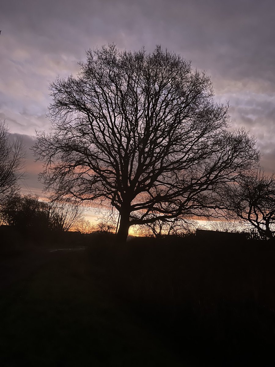 al_whi's tweet photo. #weeklytree https://t.co/qfyriVQHT3