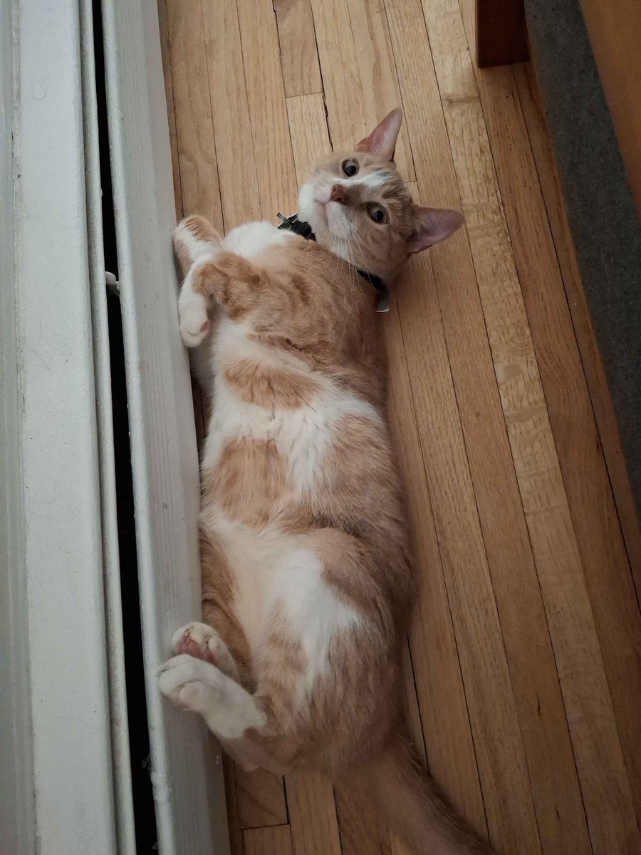 "Hey mister, you got squeezable treats over there?" --Pushkin #cats #CatsOfTwitter