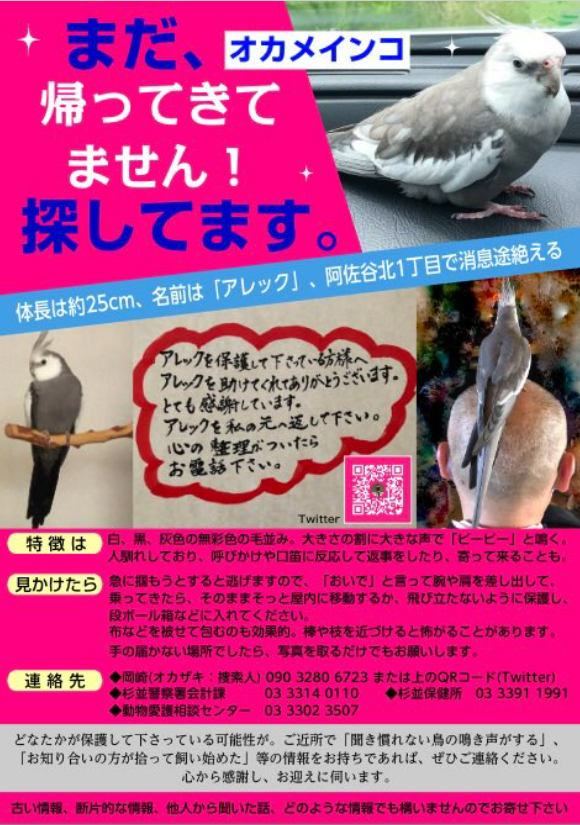shiro_kiyanagi's tweet photo. 【#拡散希望】 
#オカメインコ #迷子鳥 #インコ迷子 
#東京 #杉並区阿佐ヶ谷 から迷子 
#グレー #白
名前：アレック ちゃん 
保護、目撃等の情報がありましたらご連絡ください
皆様のご協力をよろしくお願いいたします
@Alexisander86 様 
https://t.co/1e6YNYXf0i