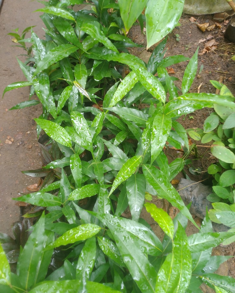 vagaalk's tweet photo. 📷 Transform Your Garden with Polyalthia Longifolia! 📷 Elegant, Low-Maintenance Trees Now Available in Negombo – Shop Now on https://t.co/QQXQ6egBGx

https://t.co/cYa6uRIWyY

#Polyalthialongifolia #indianmasttree #negomboplants #outdoorplants #vagaalk https://t.co/TfWi9KW1EE