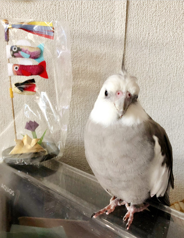 shiro_kiyanagi's tweet photo. 【#拡散希望】 
#オカメインコ #迷子鳥 #インコ迷子 
#東京 #杉並区阿佐ヶ谷 から迷子 
#グレー #白
名前：アレック ちゃん 
保護、目撃等の情報がありましたらご連絡ください
皆様のご協力をよろしくお願いいたします
@Alexisander86 様 
https://t.co/1e6YNYXf0i
