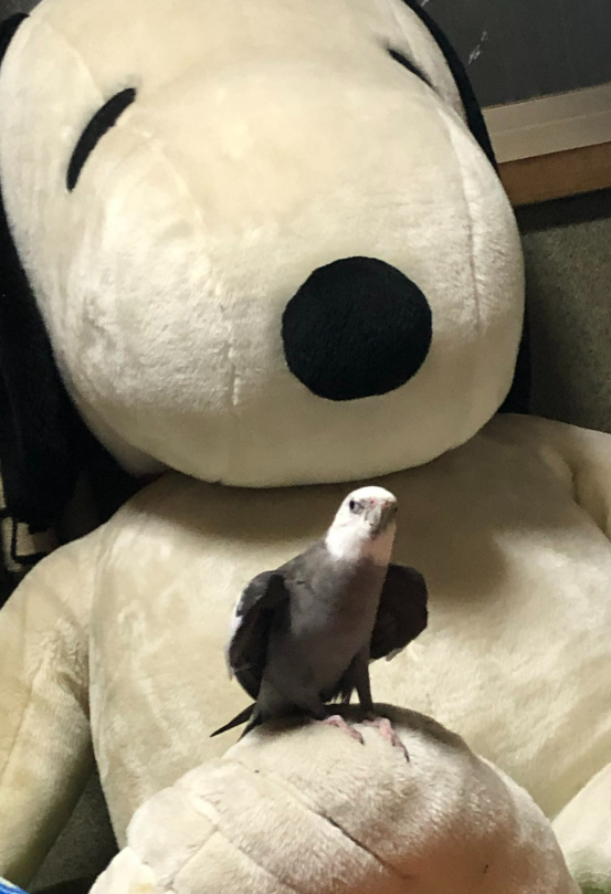shiro_kiyanagi's tweet photo. 【#拡散希望】 
#オカメインコ #迷子鳥 #インコ迷子 
#東京 #杉並区阿佐ヶ谷 から迷子 
#グレー #白
名前：アレック ちゃん 
保護、目撃等の情報がありましたらご連絡ください
皆様のご協力をよろしくお願いいたします
@Alexisander86 様 
https://t.co/1e6YNYXf0i
