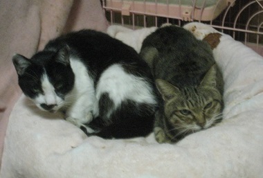 niyanmama's tweet photo. すみれとトッコ・・お年寄りです💖😺 https://t.co/ssYGAdCNID