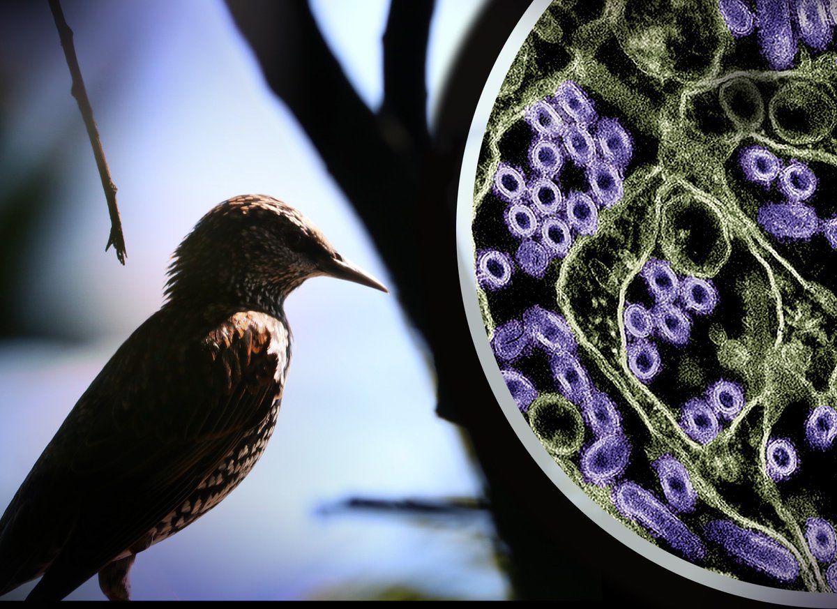 News Medical (@newsmedical) on Twitter photo Study reveals why H5N1 flu cases today are less severe than historic outbreaks 🦠🌍🔬 news-medical.net/news/20250113/… #H5N1 #AvianFlu #BiridFlu #LungOrganoids #Viru #GlobalHealth #InfectiousDiseases <a href="/CDC_NCEZID/">CDC Emerging Infections</a> Study reveals why H5N1 flu cases today are less severe than historic outbreaks 🦠🌍🔬 news-medical.net/news/20250113/… #H5N1 #AvianFlu #BiridFlu #LungOrganoids #Viru #GlobalHealth #InfectiousDiseases <a href="/CDC_NCEZID/">CDC Emerging Infections</a>