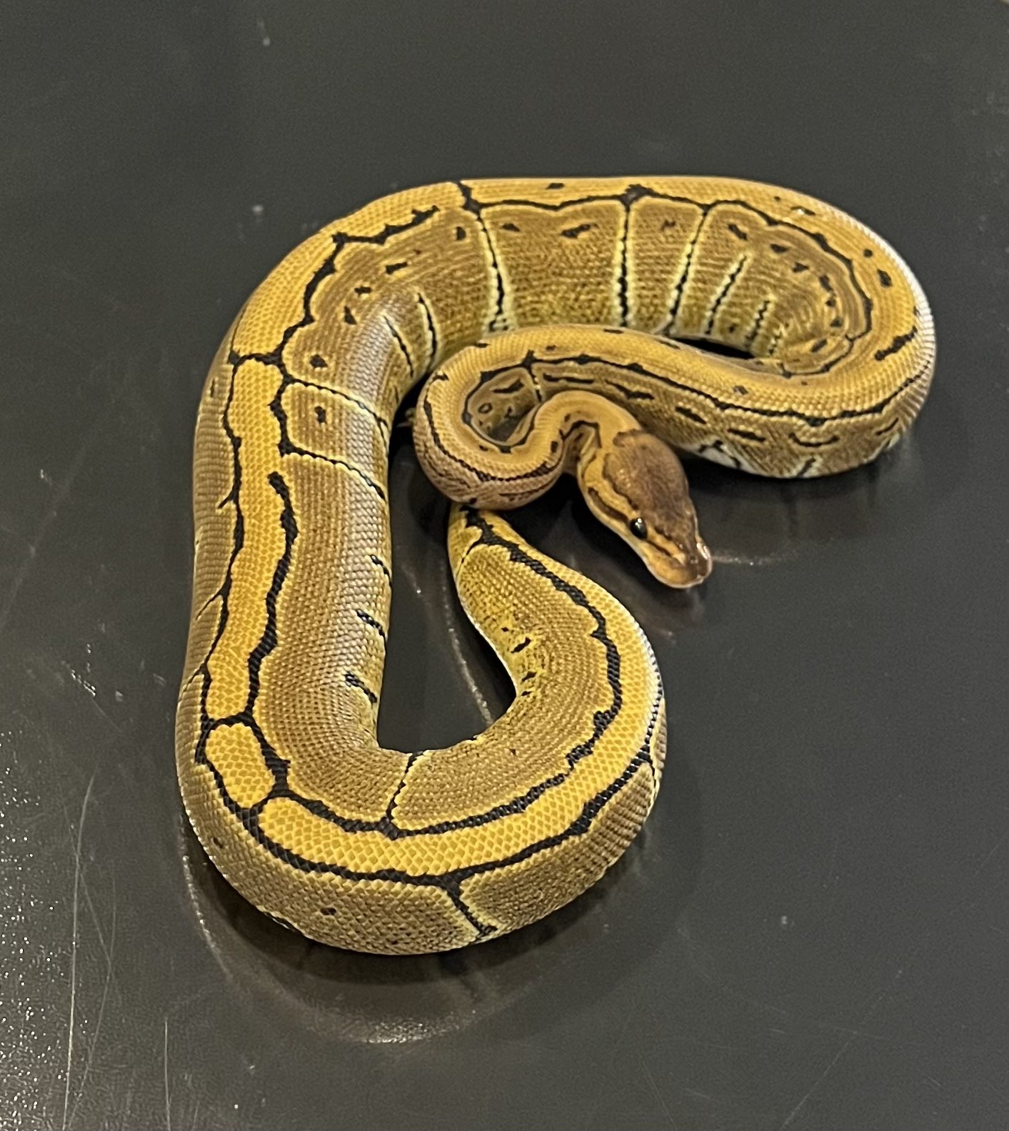 洋書 The Complete Ball Python ボールパイソン