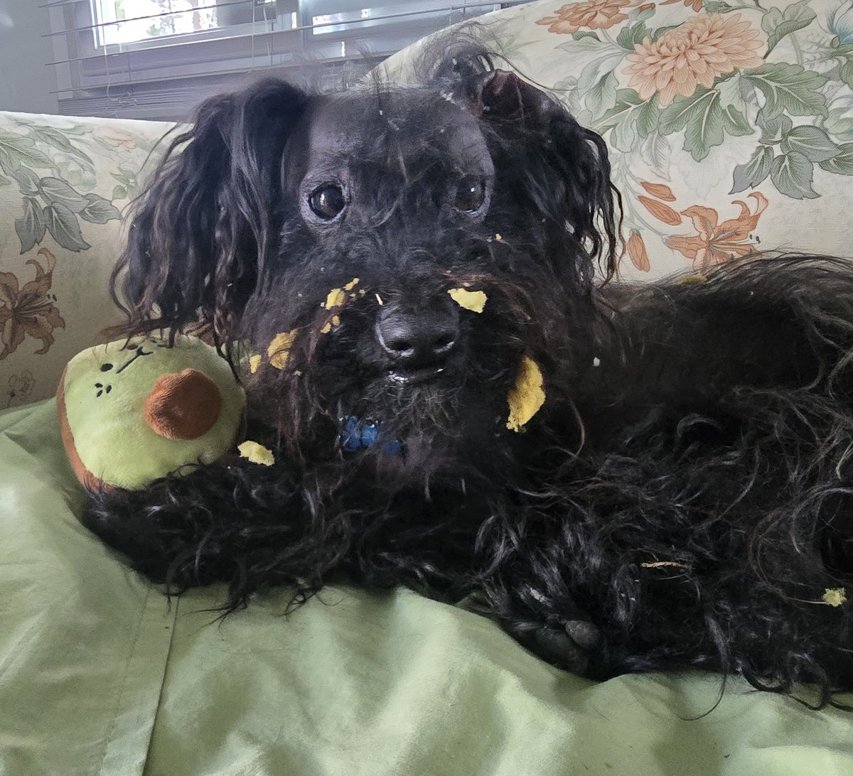 I've had a chat with Mr Avocado and....No, Muvva.... We have definately NOT seen your car-washing sponge 🤭 #ZSHQ <a href="/ZombieSquadHQ/">ZombieSquadHQ💖💚🧡💚🩵©</a> 🐽🐽🐽