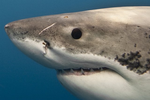 Annihilation tweet media