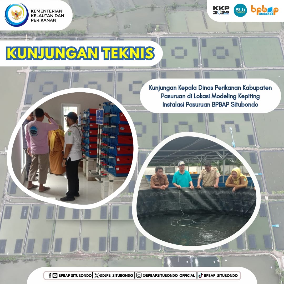 DJPB_SITUBONDO's tweet photo. Kunjungan kepala dinas perikanan Kab. Pasuruan di lokasi modelling kepiting di Instalasi Pasuruan, BPBAP Situbondo
@HandoyoBoyun
@BudidayaKKP

#PanganBiru
#2025KKPRiseTogether
#EkonomiBiruUntukIndonesiaEmas
#SaktiWahyuTrenggono 
#KKPGOID https://t.co/CvuYgsCADF