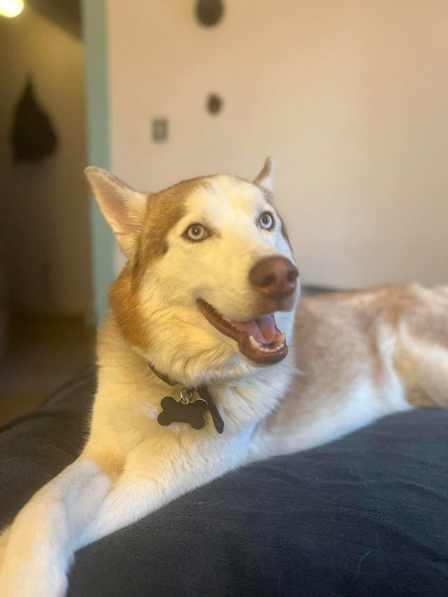 LRgant's tweet image. Missing dog: White and brown husky, last seen in the hilltop area of Wichita Kansas. His name is Kai.

Please message if you have seen him or know anyone who has.