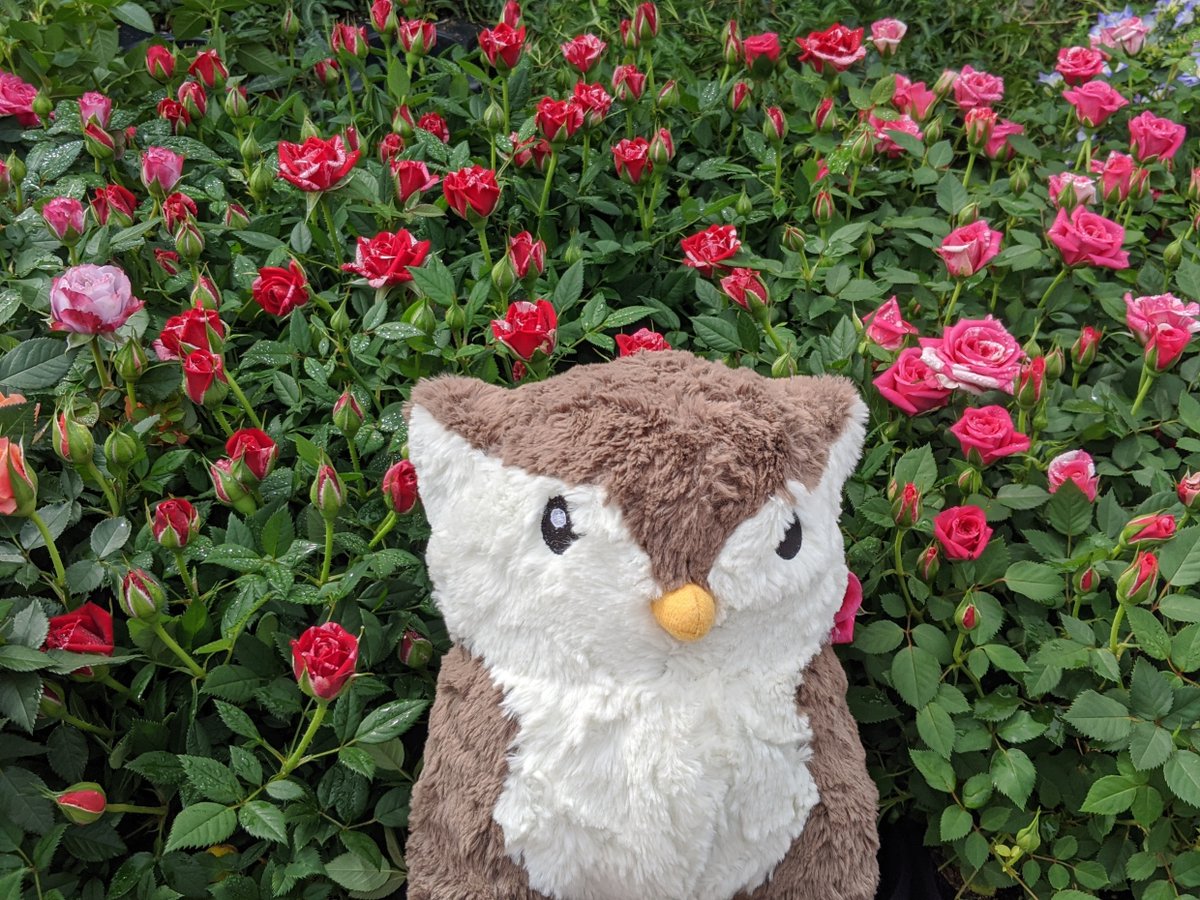 Baby Bestiary tweet media