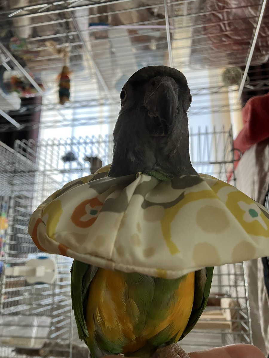 （もう少し毛が生えたら取ろうかと思ってます）