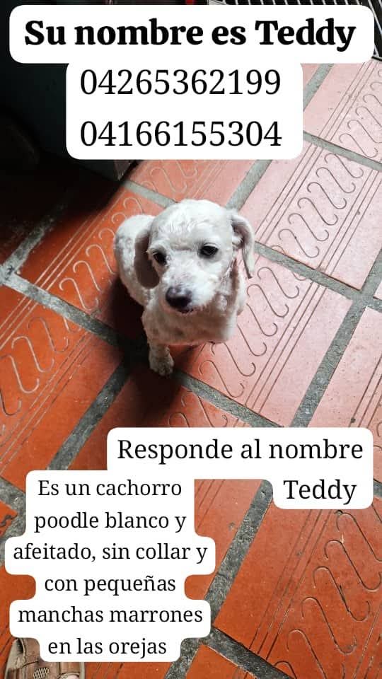PerroUsuario's tweet photo. Se busca. Este cachorro se perdió en Bellavista, Caracas. https://t.co/kmvRLrX4Q3