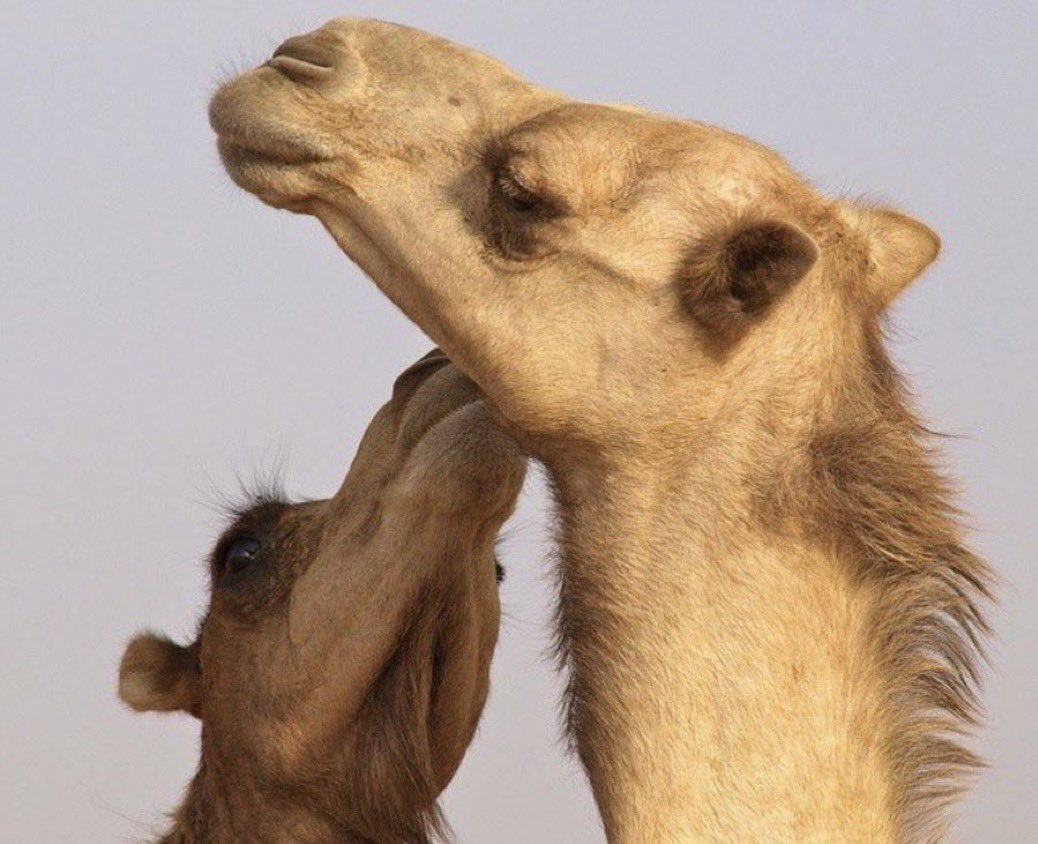 لنا معك يا سفن الصحاري على المشهاه
شديدٍ مَ يِتعبنا من البيت ورواقه

يا قوت بدويٍ كل ماجر بـ التّوداه
تشوف الفرح في موق عينه وفـ أخلاقه

لا قامت تمزّع عقب صوته من المثناه
هراريب نوٍّ  فـ الوطى ركز اشناقه

ندبها وطشّ إلها العمامه وهي تشعاه
على الماد واصبح وايت البل على الساقه