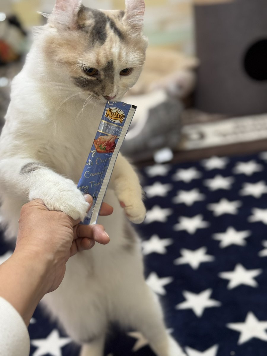4abVy's tweet photo. ニュートロのとろけるシリーズ💕
立ち食い　#音ちゃん
#キンカロー
#猫好きな人と繋がりたい https://t.co/Y8ZuhCgfVE