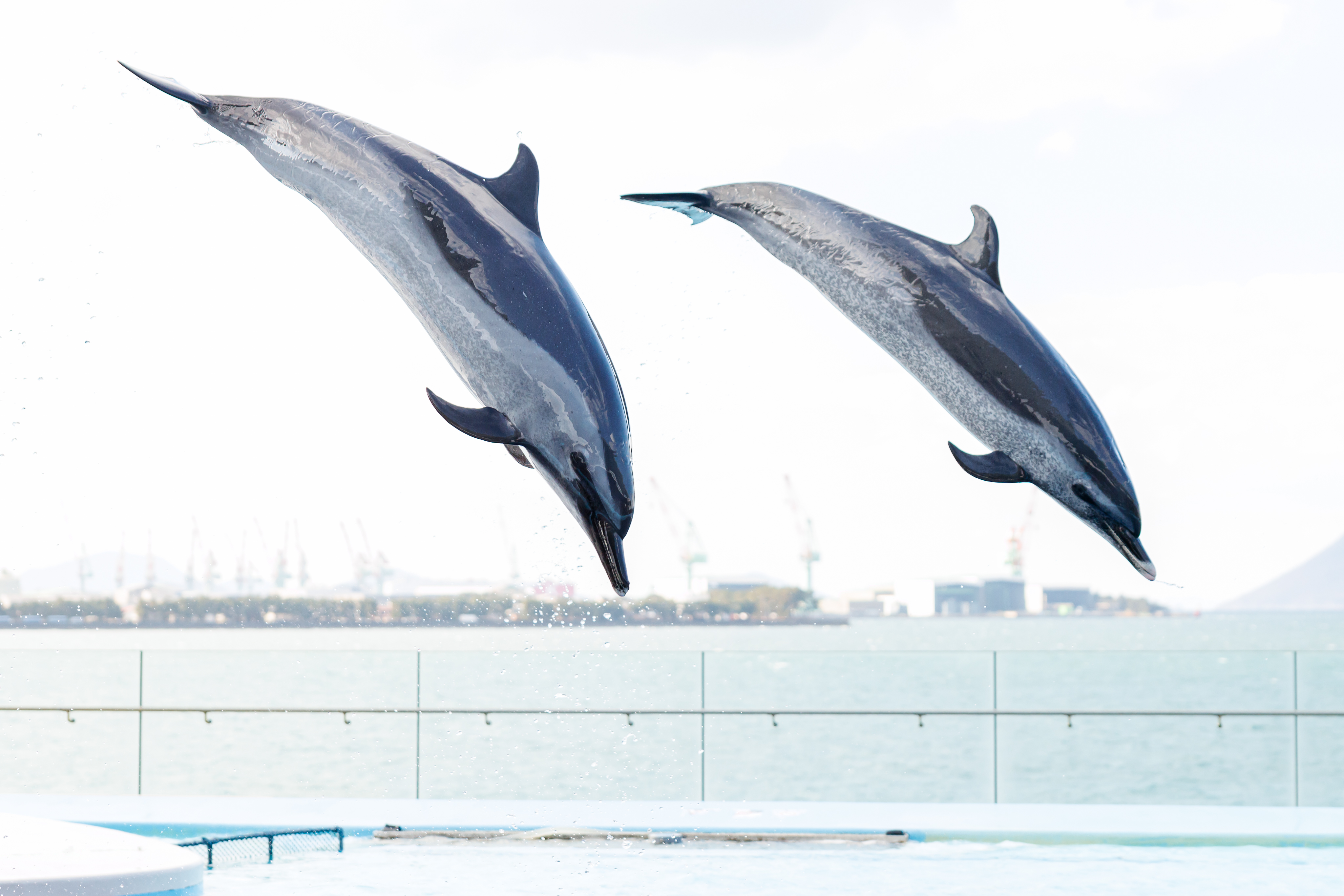 グラスガーデン N160 メダカ飼育セット ｜ 魚づくりは水作り｜水