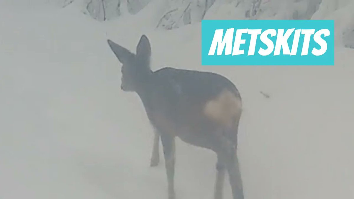 Metskits, Capreolus capreolus, Roe deer youtube.com/shorts/9vItgW1…

🎥 Tiit Jürisson
📍#Eesti, #Viljandi maakond, Viljandi vald, #Taganurga küla, Kolga-Jaani
🕐 2025-01-07

#Metskits #Capreoluscapreolus #Roedeer #kits #Stirna #kaber #kabris #metsloom #Imetajad #Mammalia #Sõralised