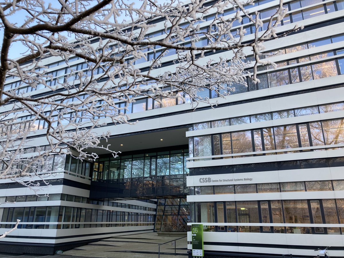CssbHamburg's tweet image. A winter wonderland at CSSB today! ❄️❄️❄️
