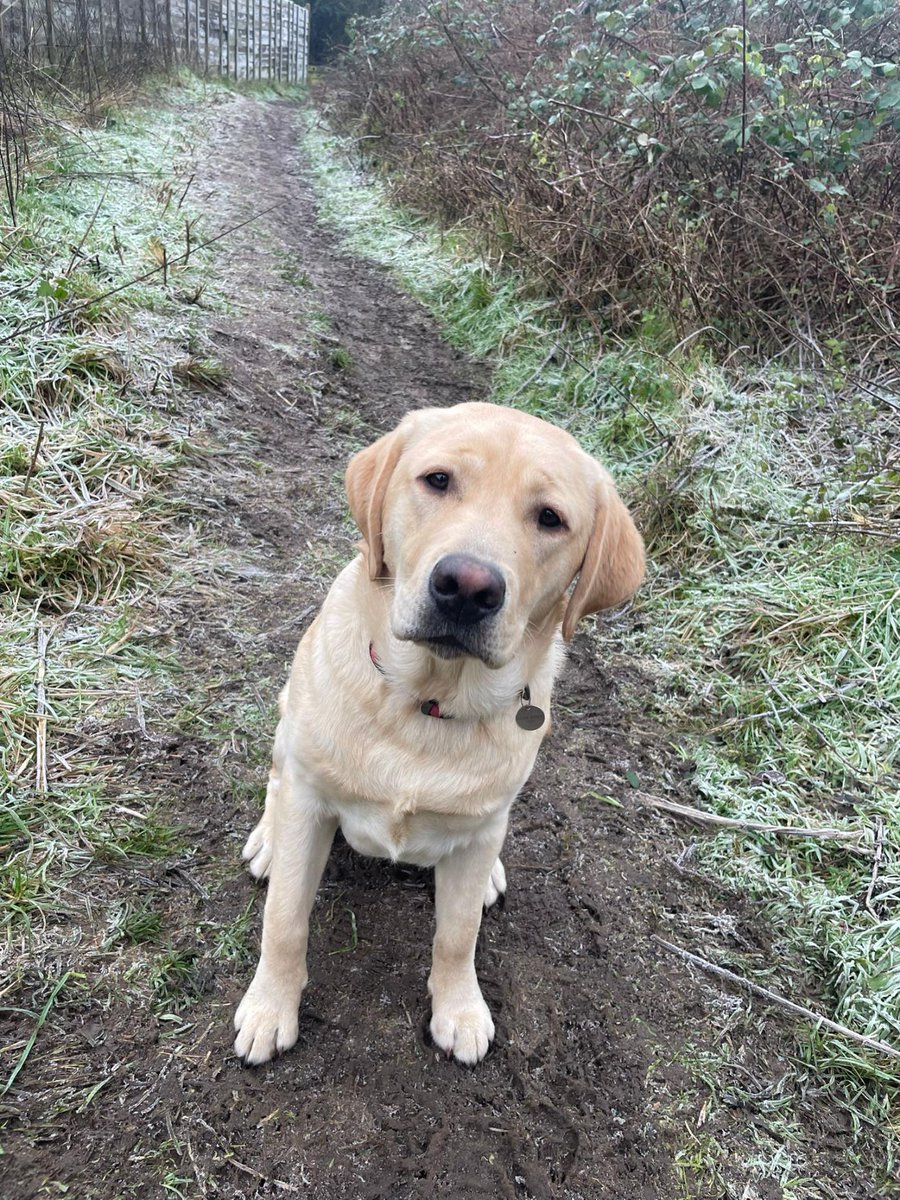 MedDetectDogs's tweet photo. Freddy is a is working towards his next big milestone - his 12 month assessment. He'll be gradually building up the time he spends in places like cafes and waiting rooms so it comes naturally to him when he needs to accompany his client as they go about their daily life.

https://t.co/Ho815zCdsC