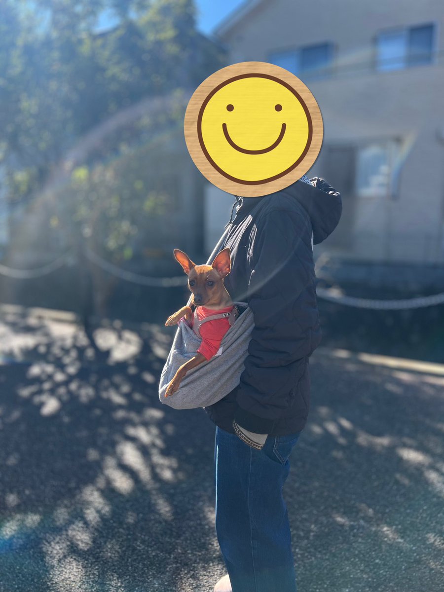 guuchannel0927's tweet photo. 散歩嫌いのるぅちゃん。
抱っこスリングに入ってお散歩してる姿が、カンガルー🦘にしか見えない。
#ミニピン #ミニチュアピンシャー #多頭飼い #仲良し #dog #iPhone13
#MiniaturePinscher #buddybelts
#Germa @buddybelts #マンダリンブラザーズ @mandarine_brothers https://t.co/4SE5YNOnQ7