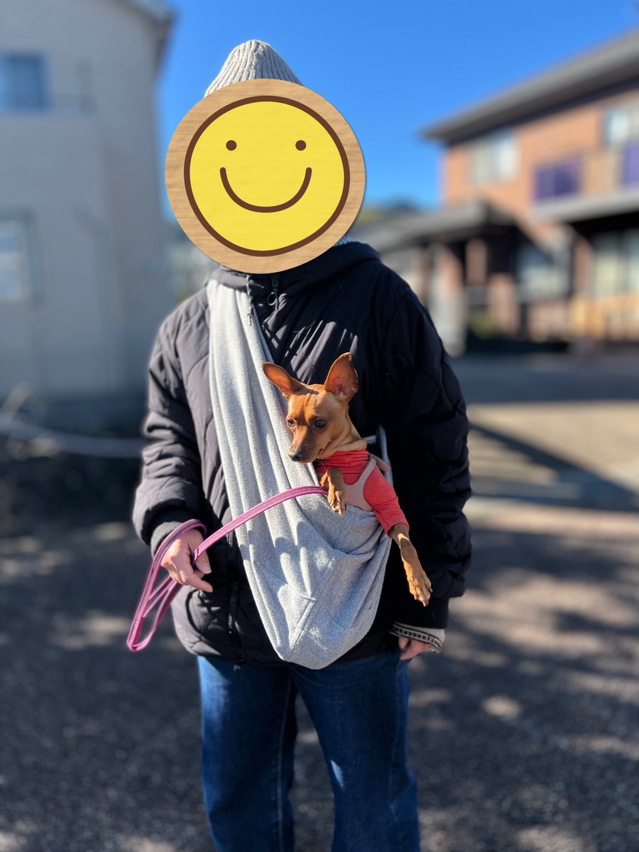 guuchannel0927's tweet photo. 散歩嫌いのるぅちゃん。
抱っこスリングに入ってお散歩してる姿が、カンガルー🦘にしか見えない。
#ミニピン #ミニチュアピンシャー #多頭飼い #仲良し #dog #iPhone13
#MiniaturePinscher #buddybelts
#Germa @buddybelts #マンダリンブラザーズ @mandarine_brothers https://t.co/4SE5YNOnQ7