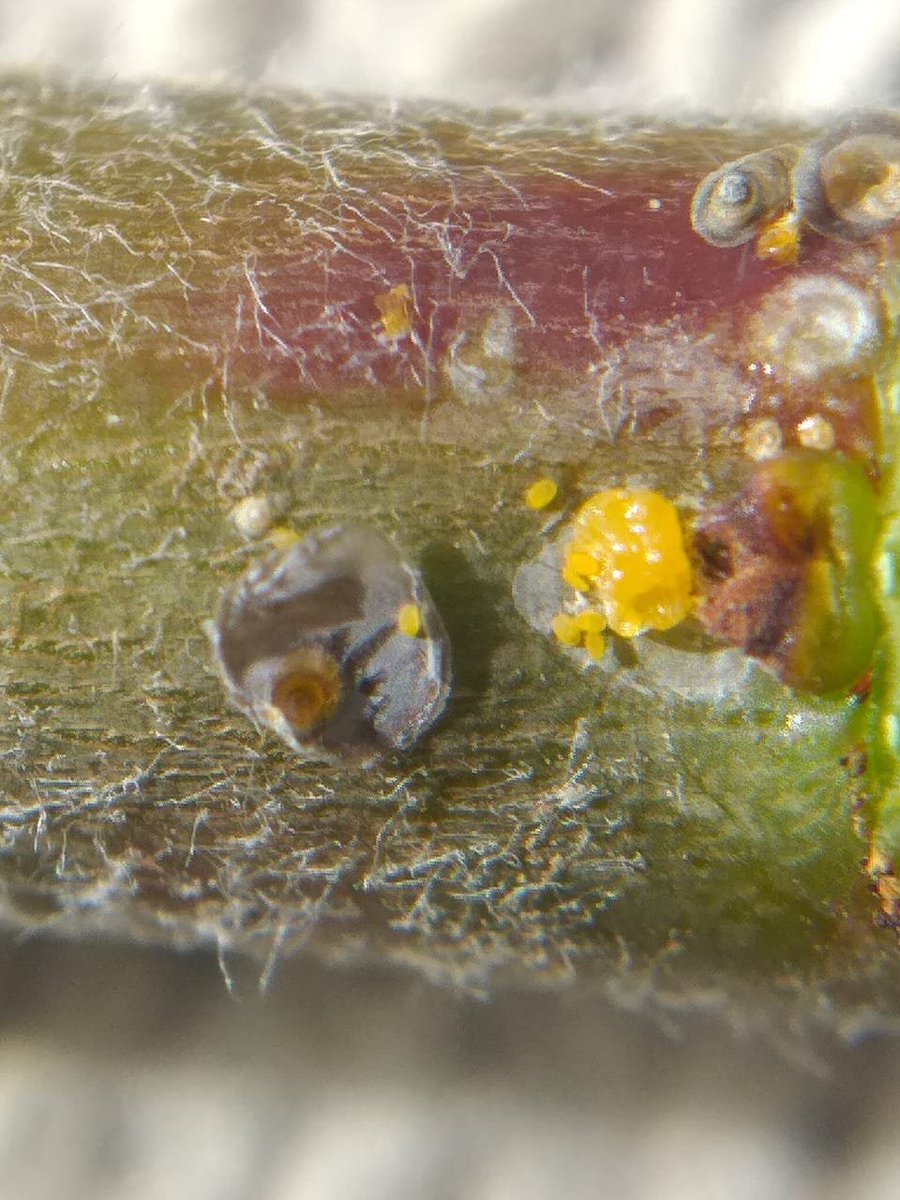 INTA Alto Valle tweet media